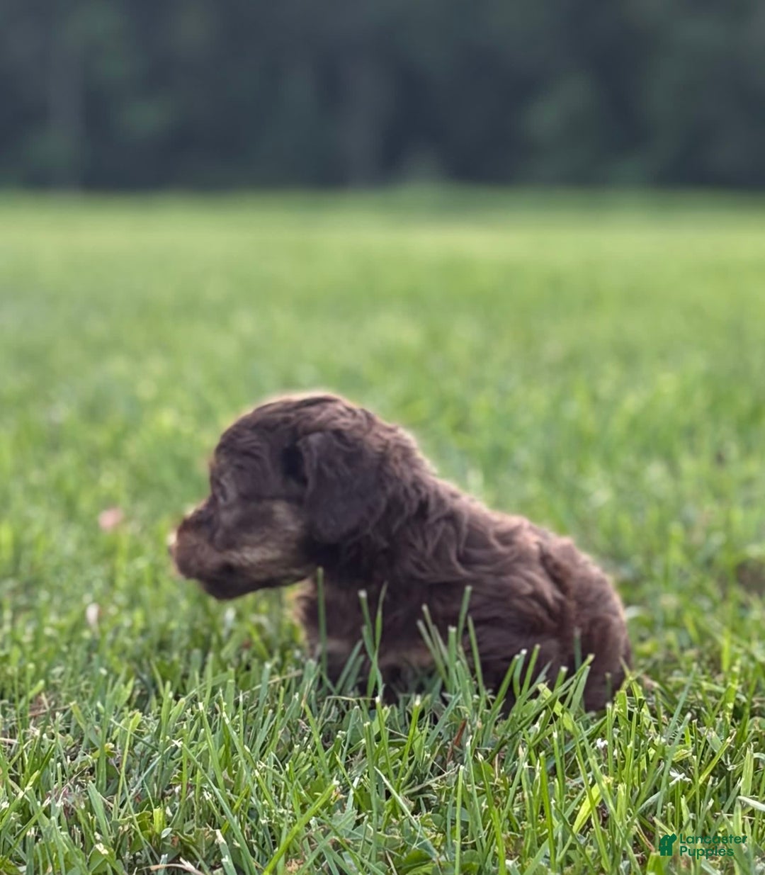 Aussiedoodle dogs for sale: Atlas - Image 5