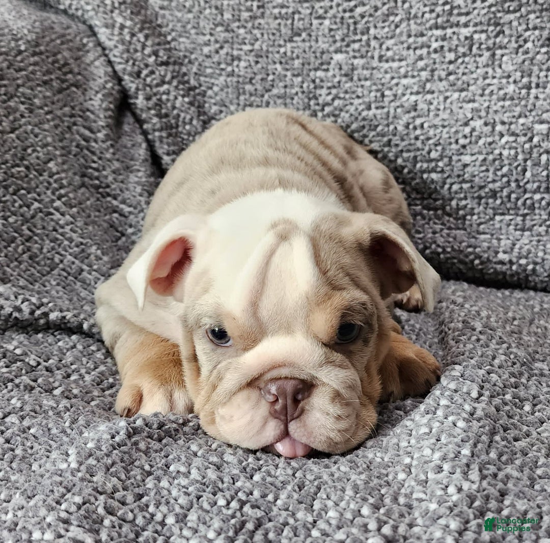 English Bulldog dogs for sale: Lilly - Image 6