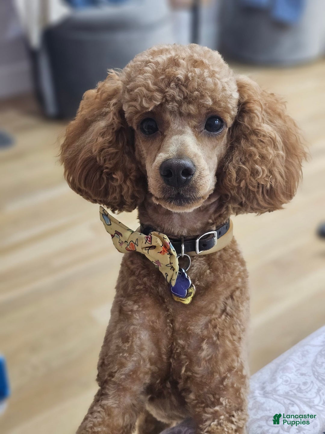 Miniature Poodle dogs for sale: Ginger - Image 6
