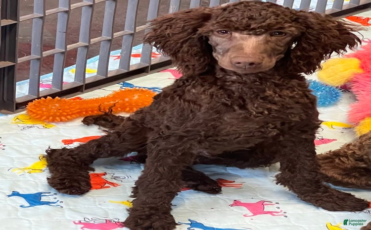Miniature Poodle dogs for sale - Ad 4