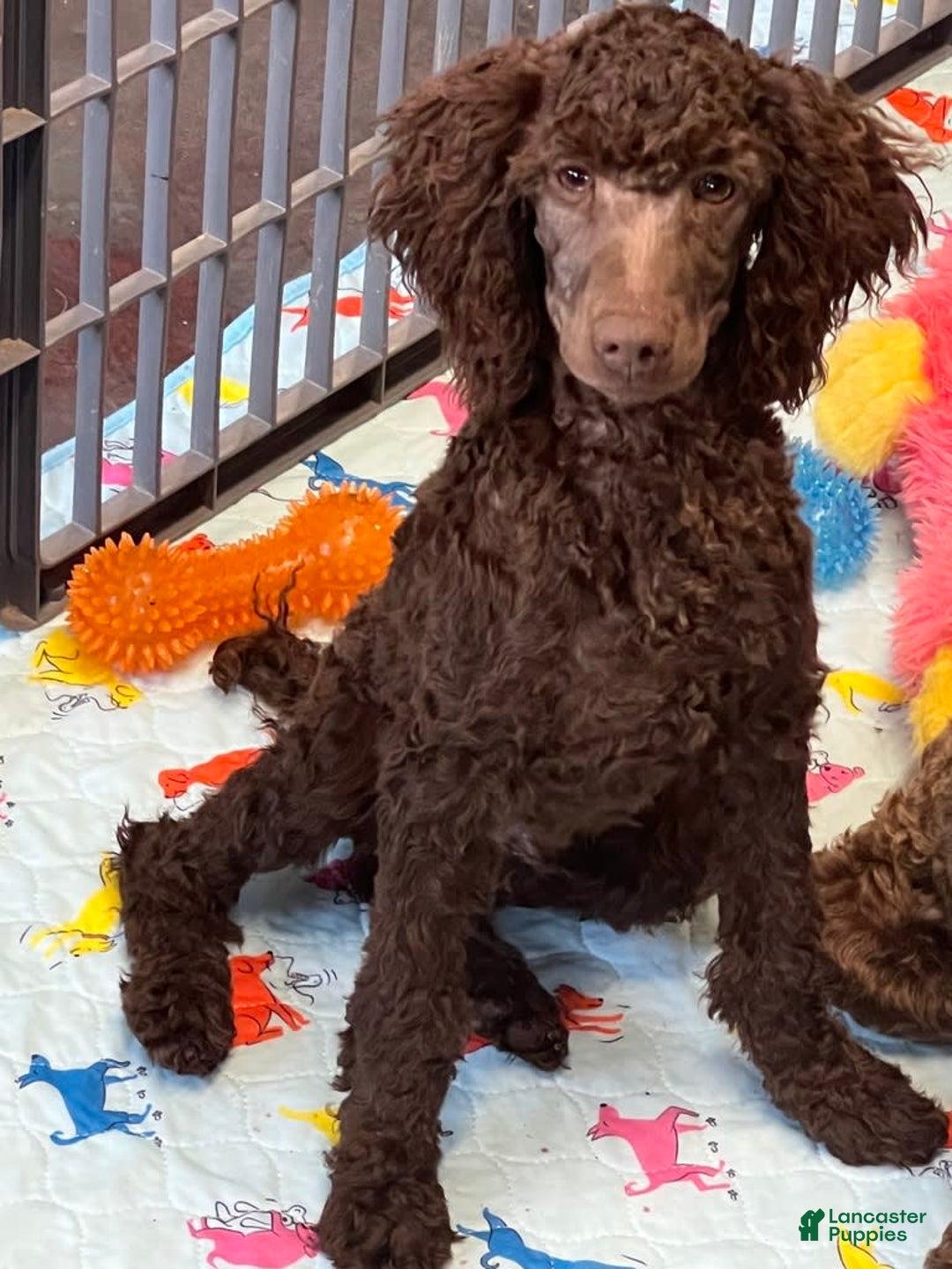 Miniature Poodle dogs for sale: Ross - Image 1