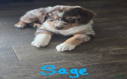 Australian Shepherd dogs for sale: Sage - Image 1