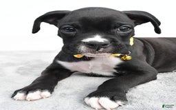 Boxer dogs for sale: Russell - Image 5
