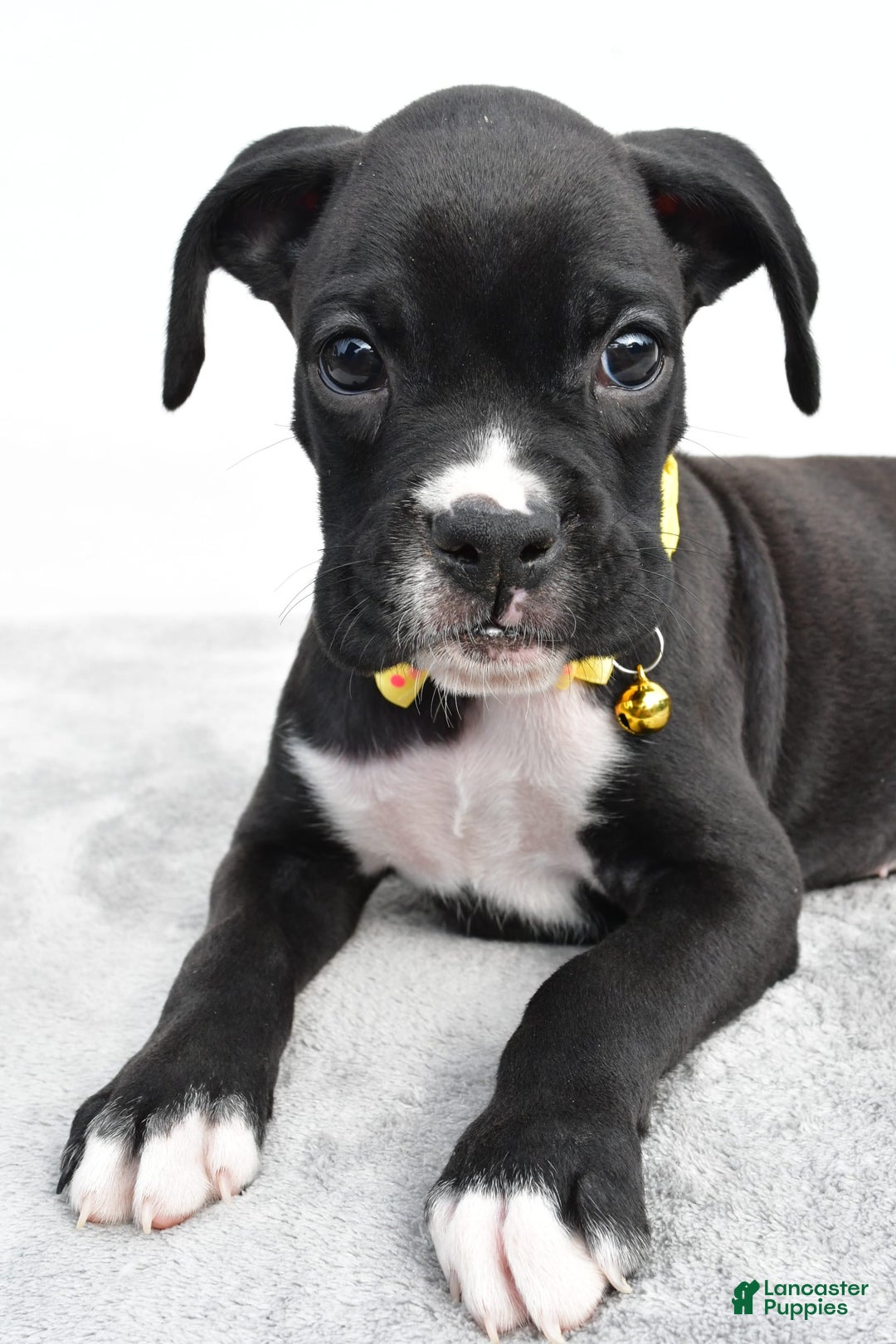Boxer dogs for sale: Russell - Image 5