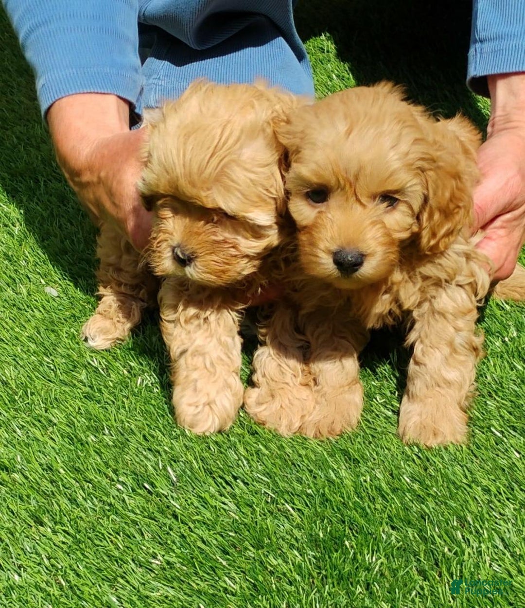 Maltipoo dogs for sale: Lynn - Image 2