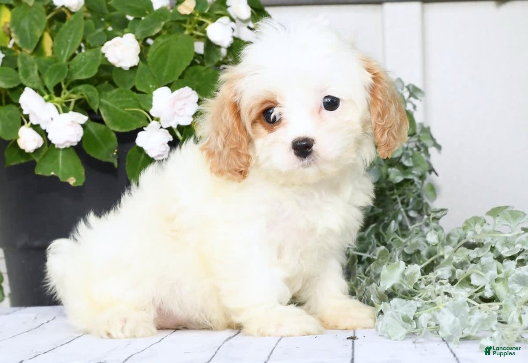 Cavapoo dogs for sale: Bailey - Image 8