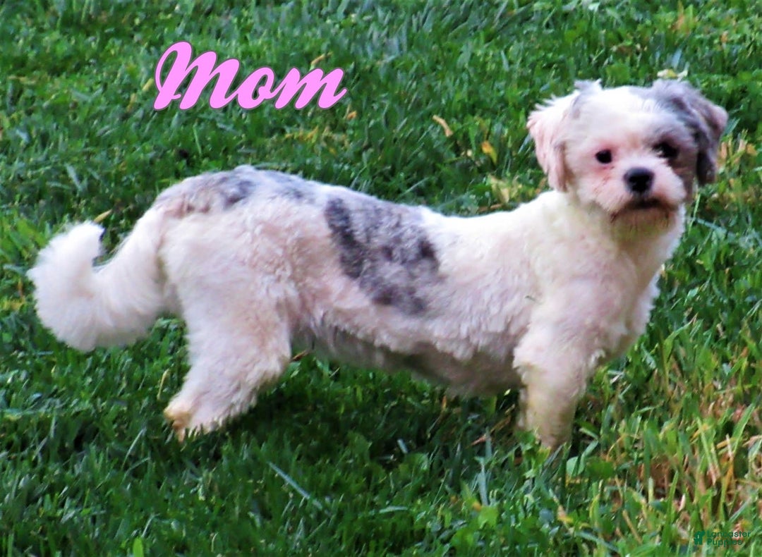 Shihpoo dogs for sale: Christopher - Image 8