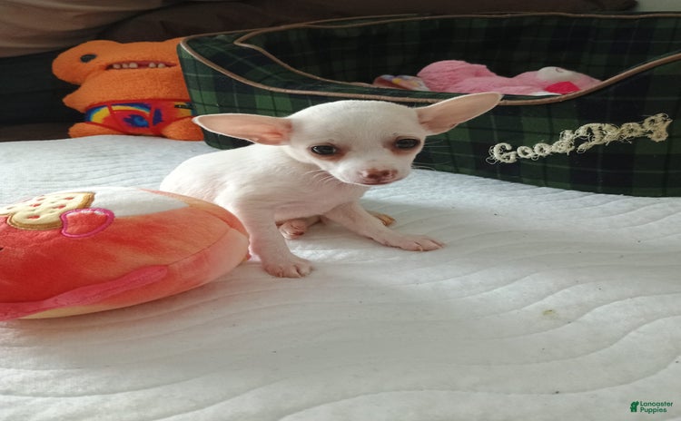 Chihuahua dogs for sale - Ad 2