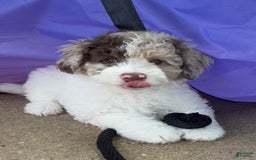 Miniature Poodle dogs for sale: Dune - Image 3