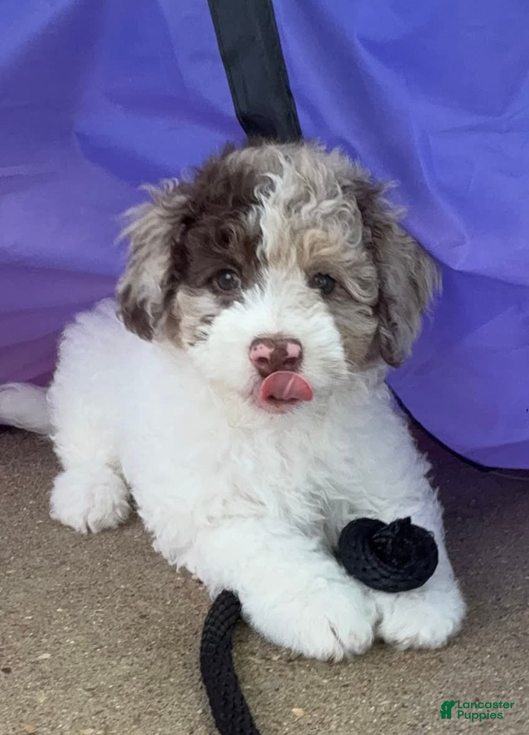 Miniature Poodle dogs for sale: Dune - Image 3
