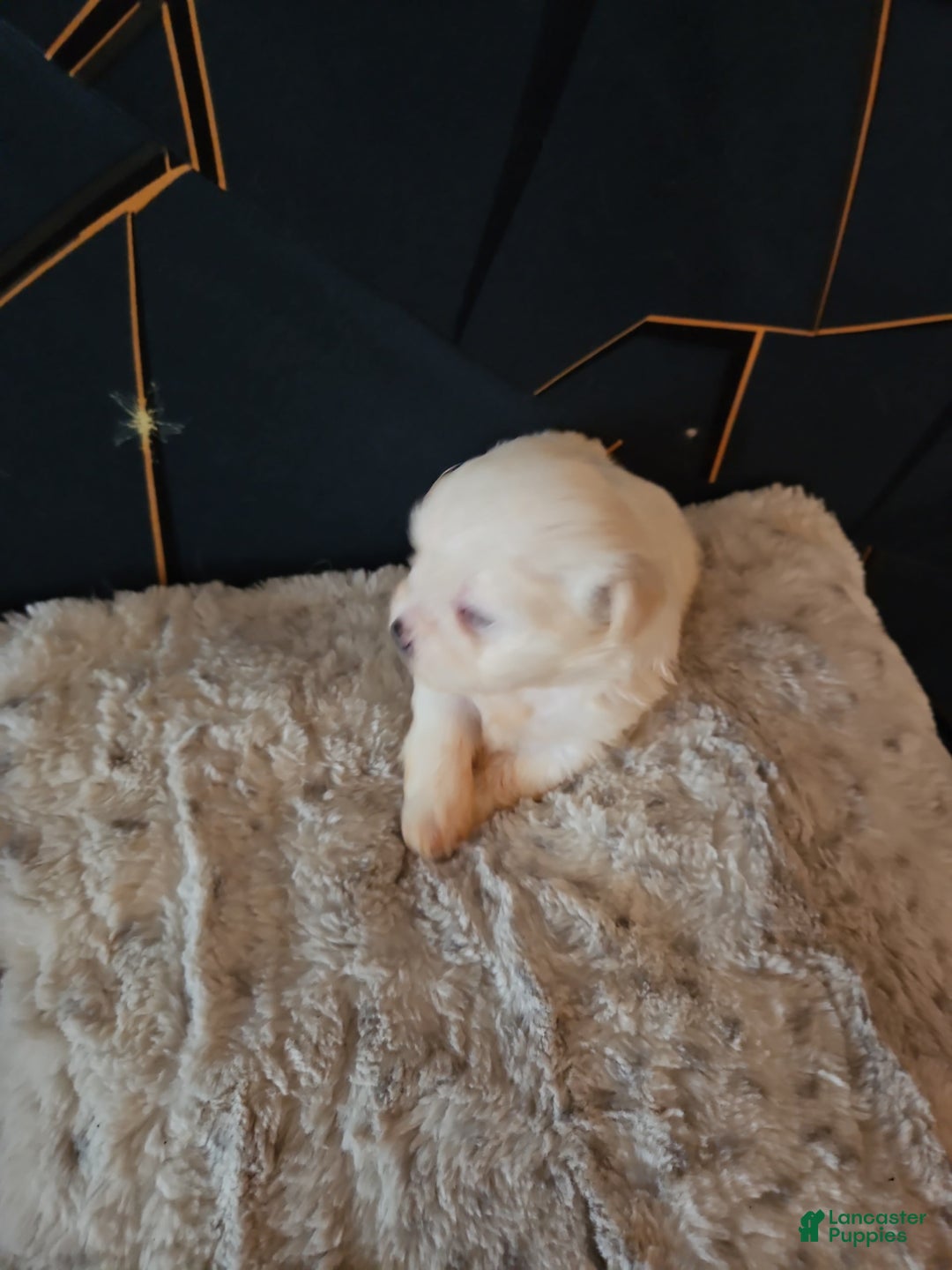 Maltese dogs for sale: Lulu - Image 2