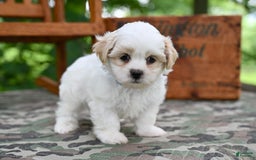 Shih Tzu dogs for sale: Rambo - Image 2