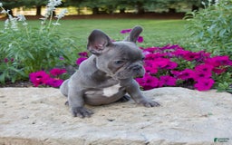 French Bulldog dogs for sale: Leo - Image 7