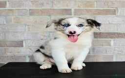 Australian Shepherd dogs for sale: Tillie - Image 1