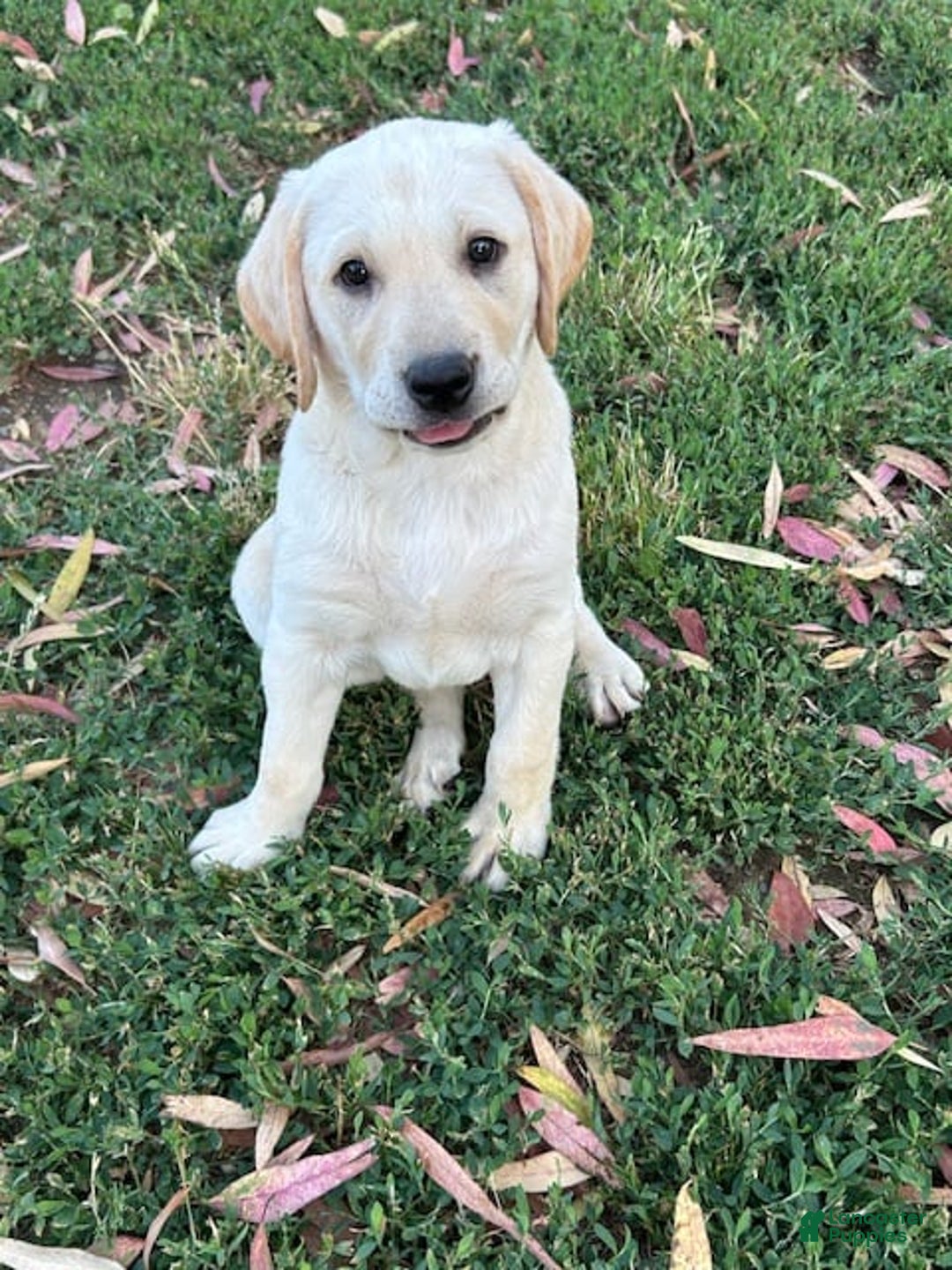 Labrador Retriever dogs for sale: Beretta - Image 1