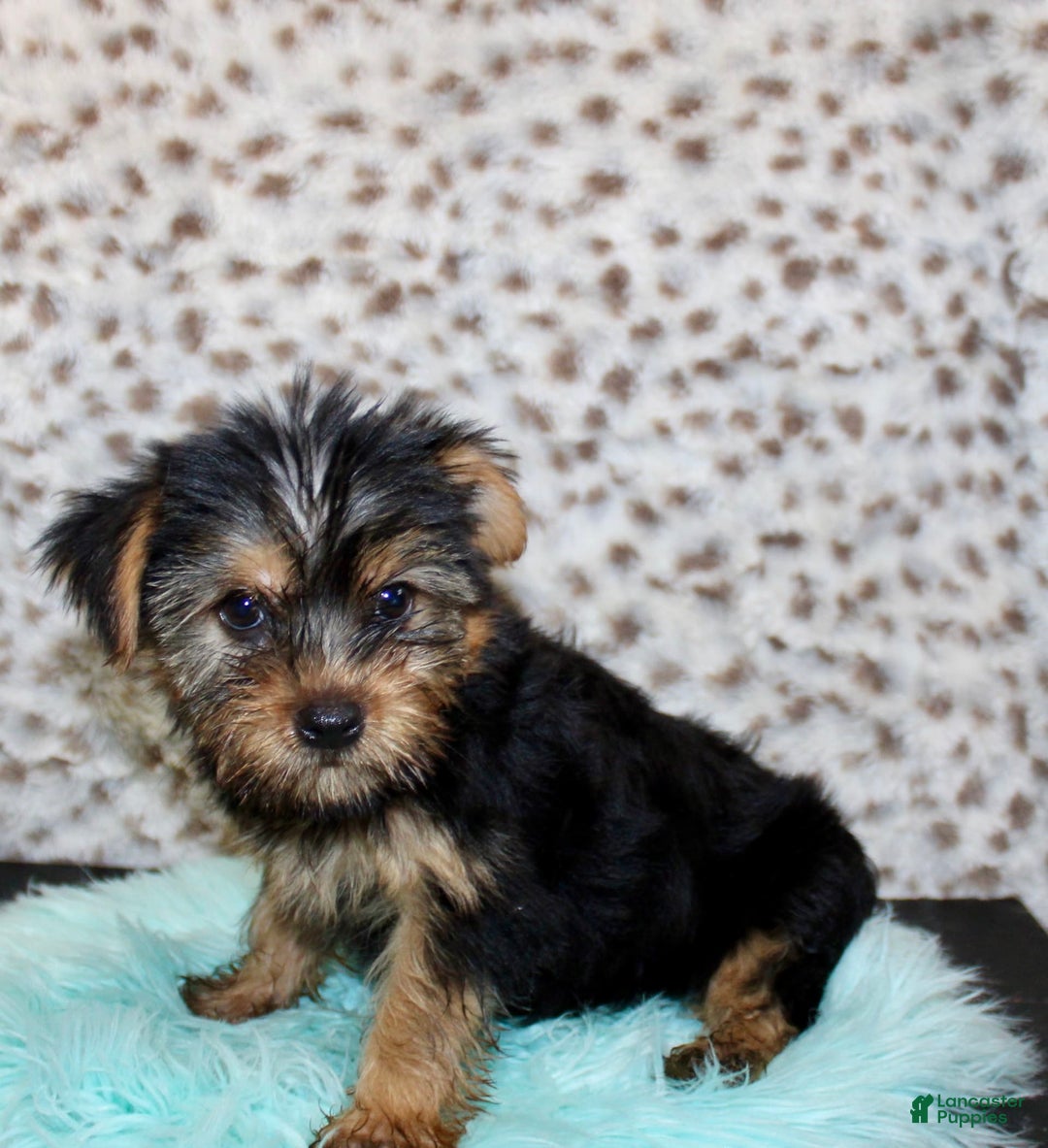 Yorkshire Terrier dogs for sale: Samson - Image 7