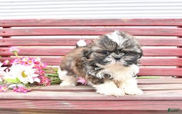 Shih Tzu dogs for sale: Charlotte - Image 6