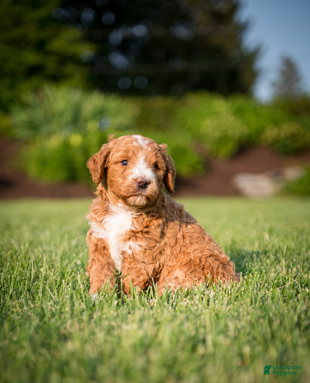Goldendoodle dogs for sale: Janelle - Image 15