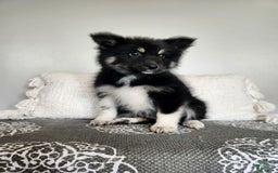 Pomsky dogs for sale: Birdie - Image 2