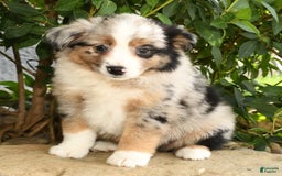 Miniature Australian Shepherd dogs for sale: Axel - Image 6