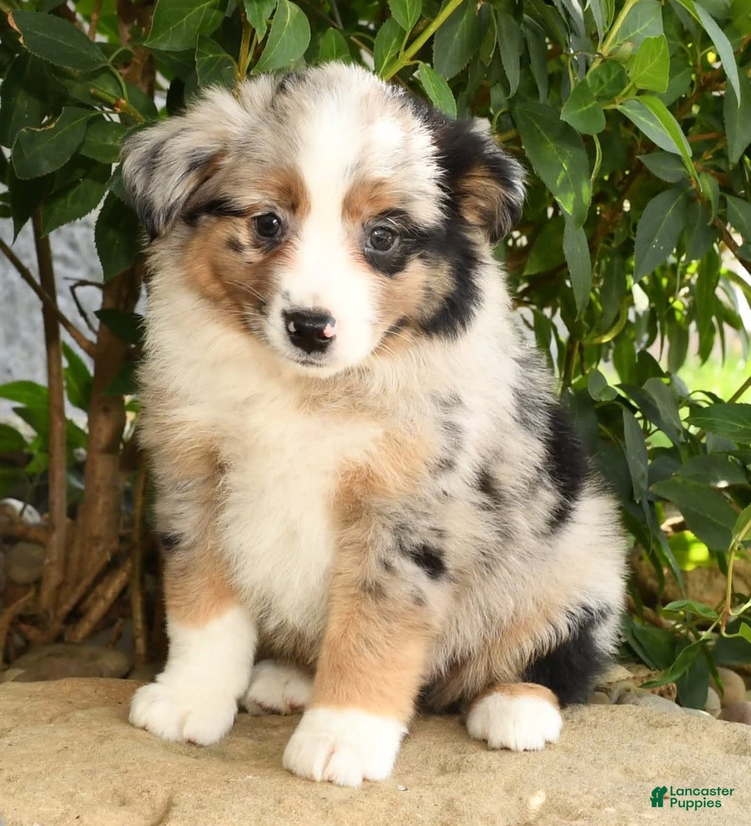 Miniature Australian Shepherd dogs for sale: Axel - Image 6