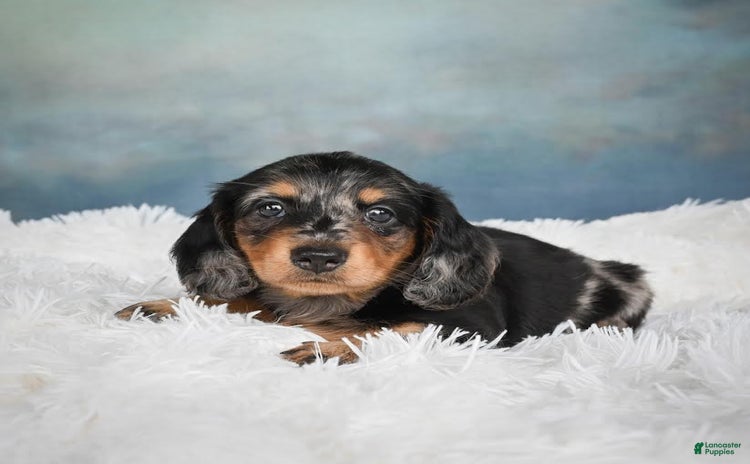 Miniature Dachshund dogs for sale - Ad 5
