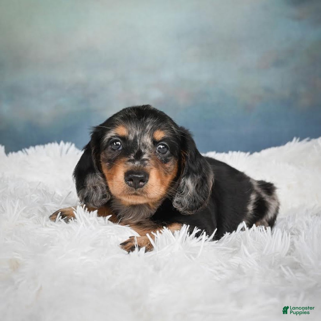 Miniature Dachshund dogs for sale: Misty - Image 1