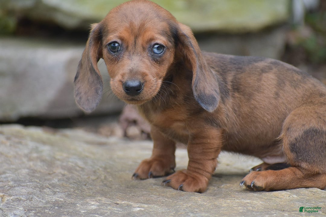 Dachshund dogs for sale: Bella - Image 10