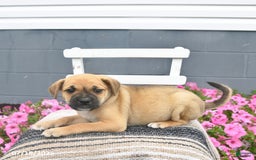 Pug dogs for sale: Poppy - Image 4