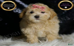Maltipoo dogs for sale: Rosie - Image 1