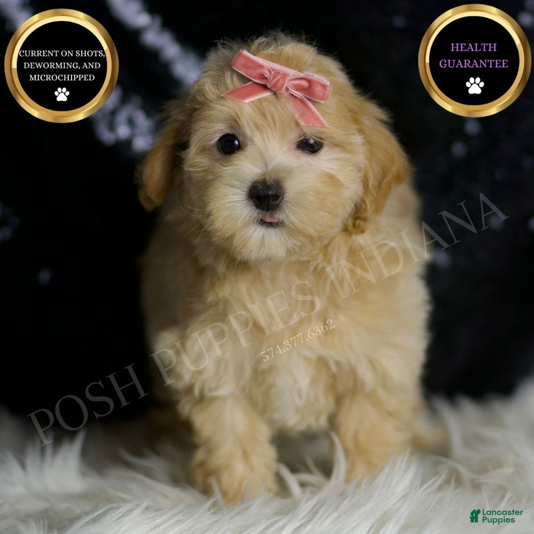 Maltipoo dogs for sale: Rosie - Image 1
