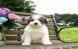 Mini Bernedoodle dogs for sale: Margo - Image 6