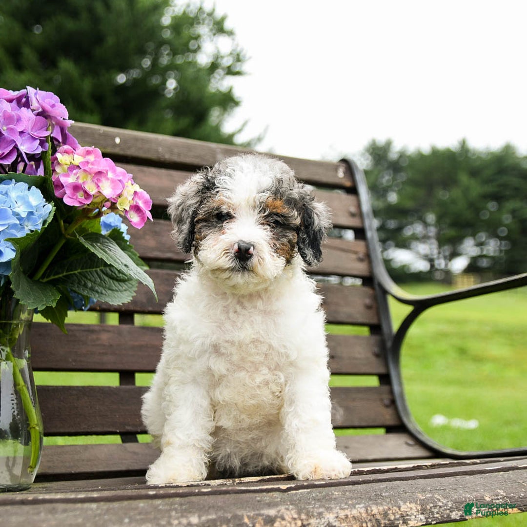 Mini Bernedoodle dogs for sale: Margo - Image 6