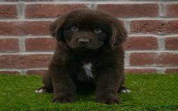 Newfoundland dogs for sale: Rosie - Image 1