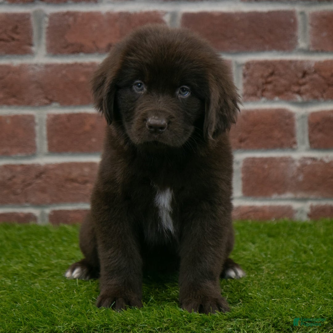 Newfoundland dogs for sale: Rosie - Image 1