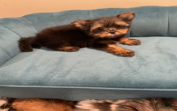 Biewer Terrier dogs for sale: Max - Image 2