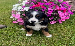 Australian Shepherd dogs for sale: Champ - Image 1
