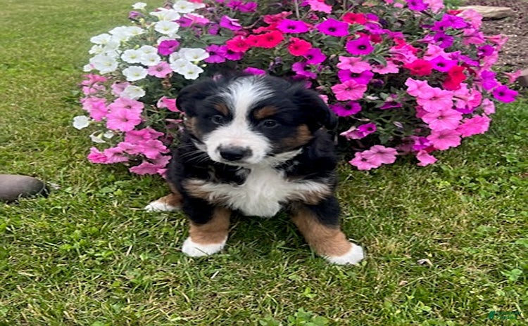 Australian Shepherd dogs for sale - Ad 1