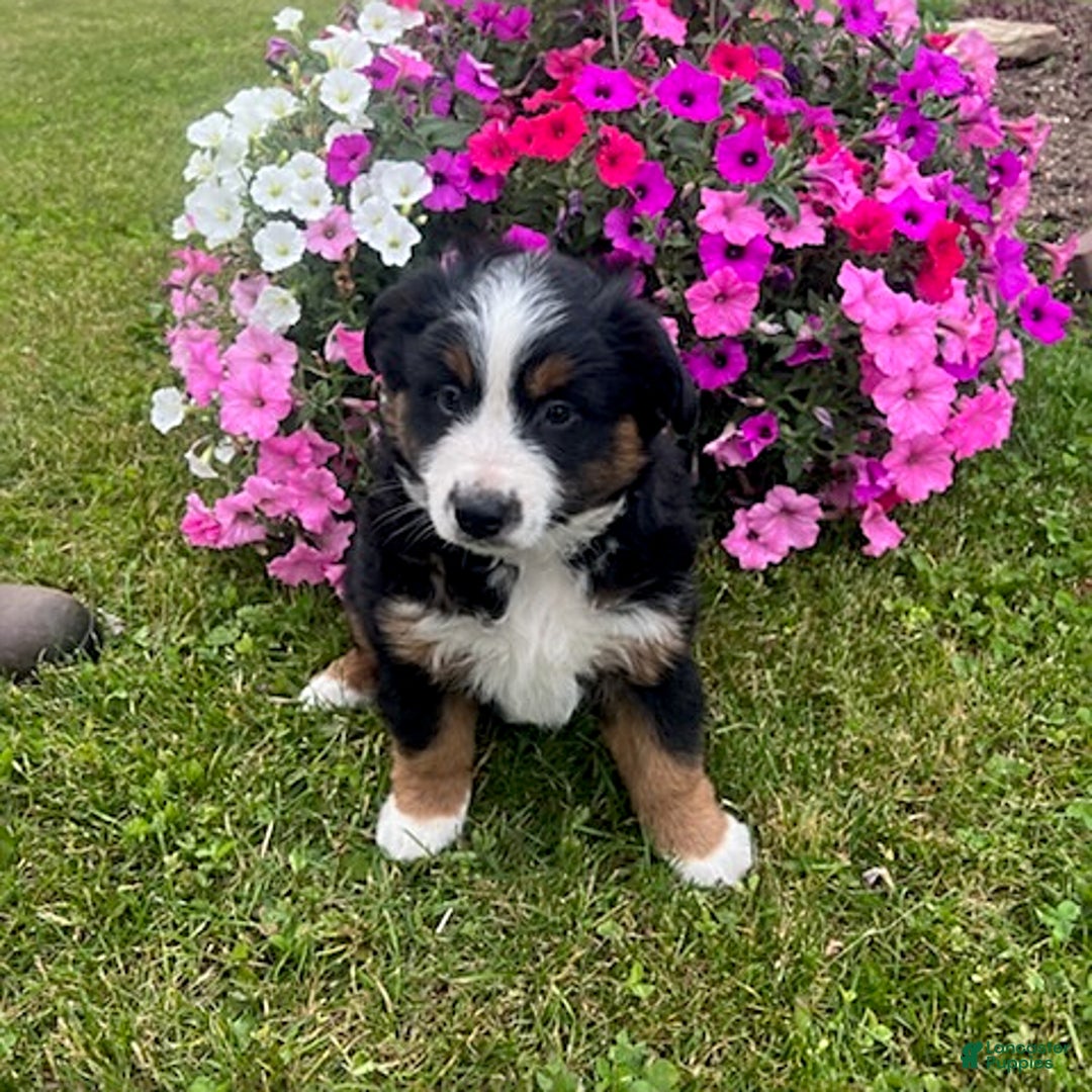 Australian Shepherd dogs for sale: Champ - Image 1