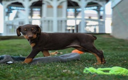 Doberman Pinscher dogs for sale: Dakota - Image 15