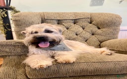 Soft Coated Wheaten Terrier dogs for sale: Molly - Image 10