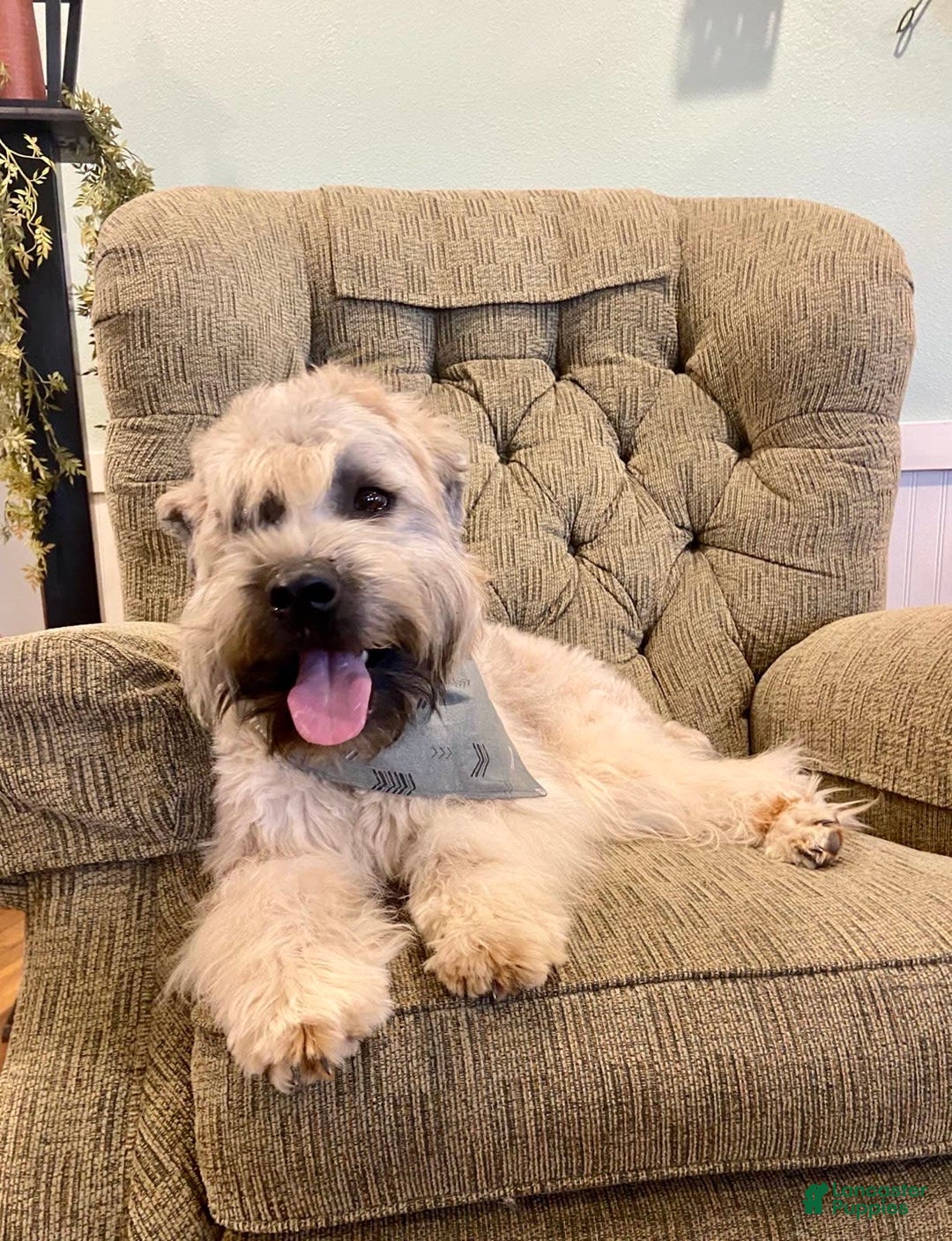 Soft Coated Wheaten Terrier dogs for sale: Molly - Image 10