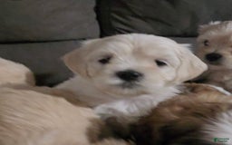 Cavapoo dogs for sale: Male 1 Cream Blonde - Image 8