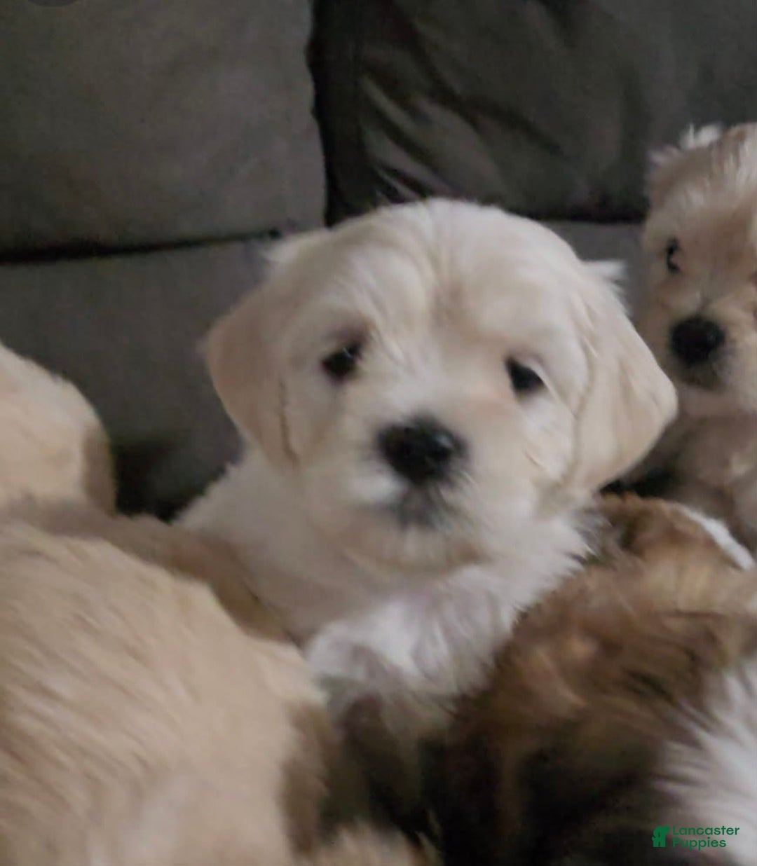 Cavapoo dogs for sale: Male 1 Cream Blonde - Image 8