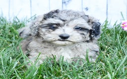Havapoo dogs for sale: Carson - Image 8
