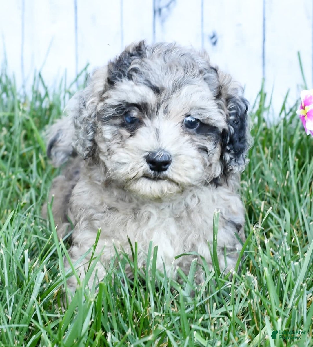 Havapoo dogs for sale: Carson - Image 8