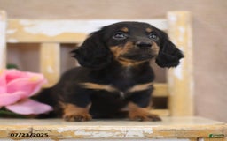 Miniature Dachshund dogs for sale: Kami - Image 1