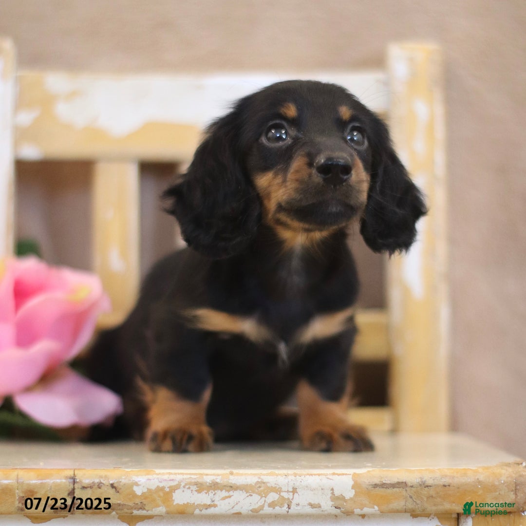 Miniature Dachshund dogs for sale: Kami - Image 1