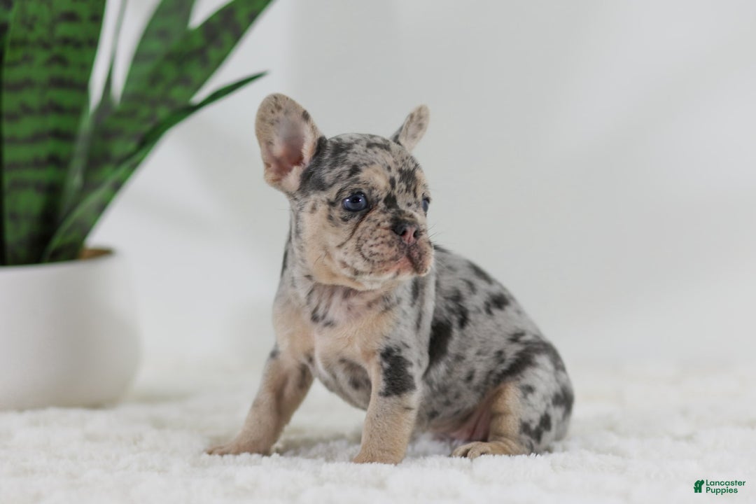 French Bulldog dogs for sale: Garth - Image 10
