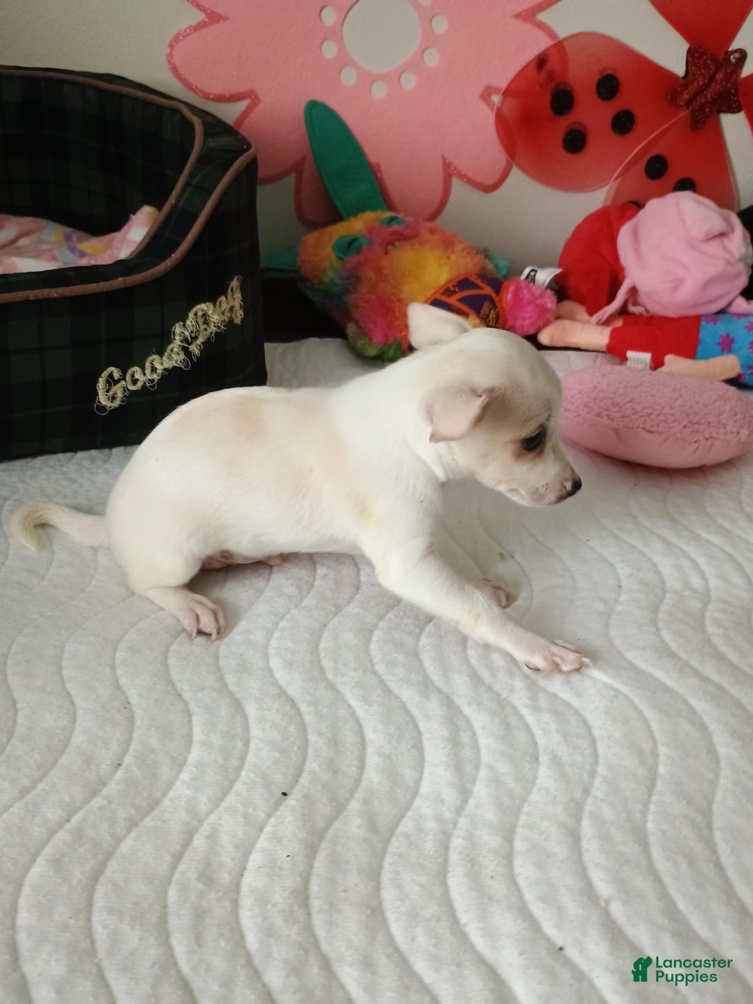 Chihuahua dogs for sale: Butters. Toy - Image 12